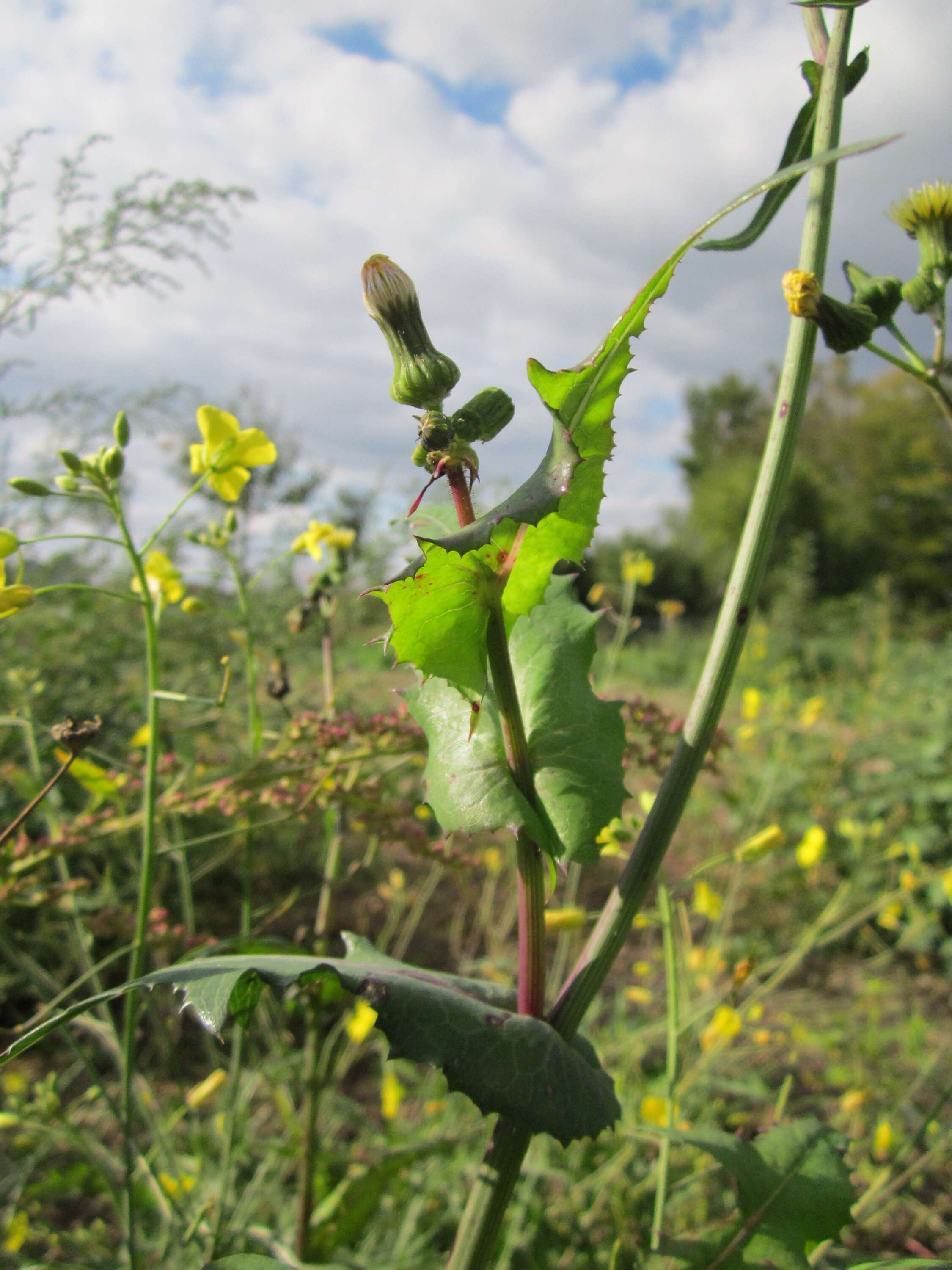 Plancia ëd Sonchus asper (L.) Hill