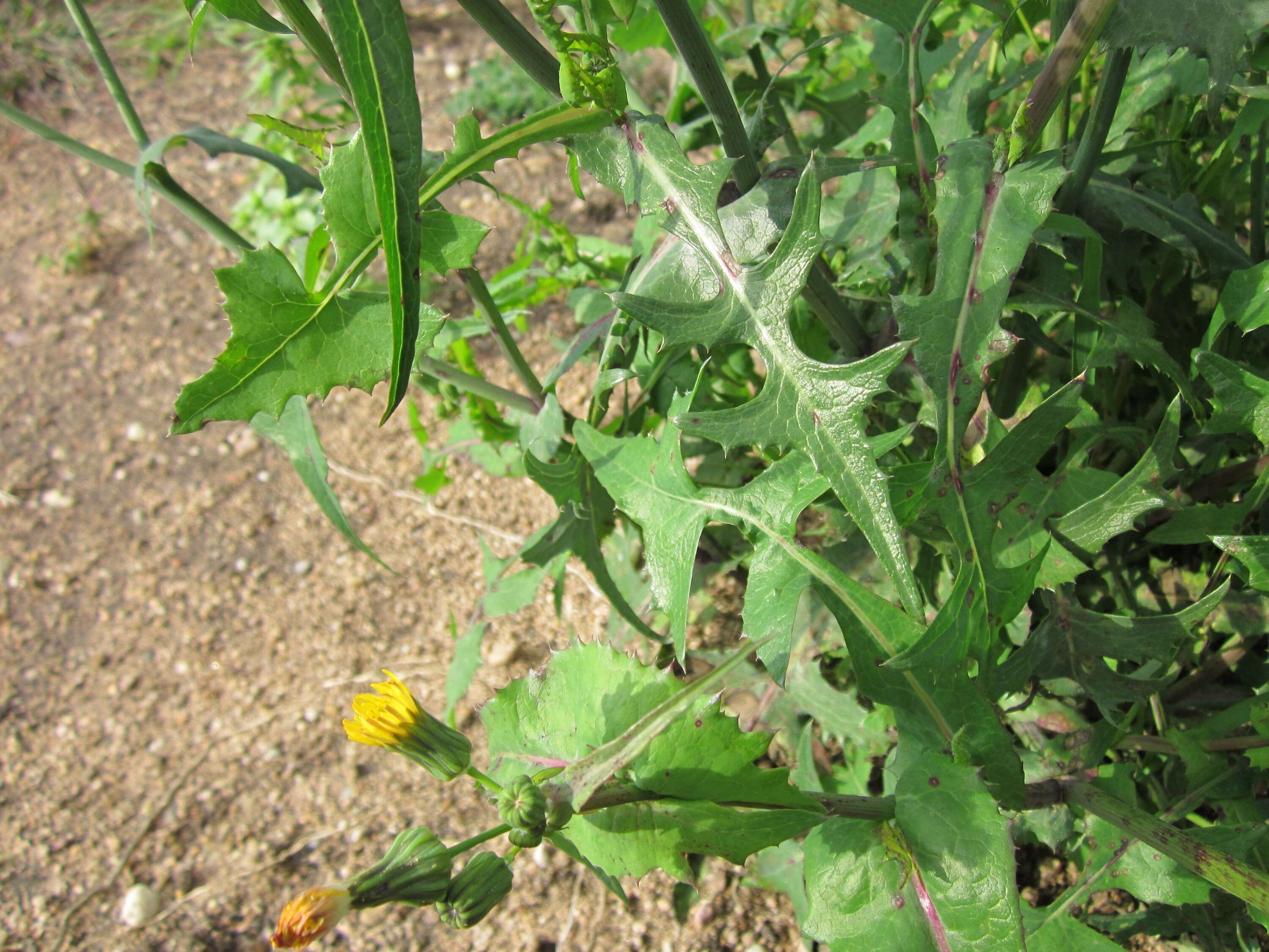 Plancia ëd Sonchus asper (L.) Hill