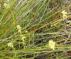 Image of Stackhousia viminea Sm.