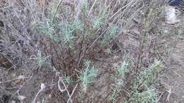 Image of San Diego sagewort