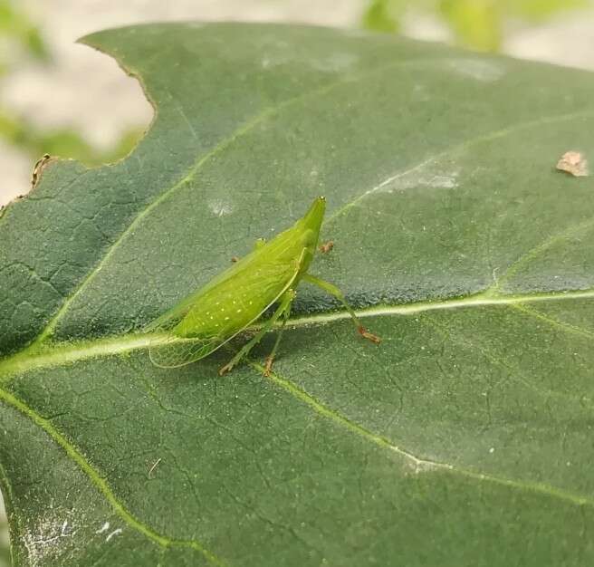 Dictyophara (Dictyophara) europaea (Linné 1767) resmi