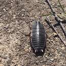 Image of Botany Bay Cockroach