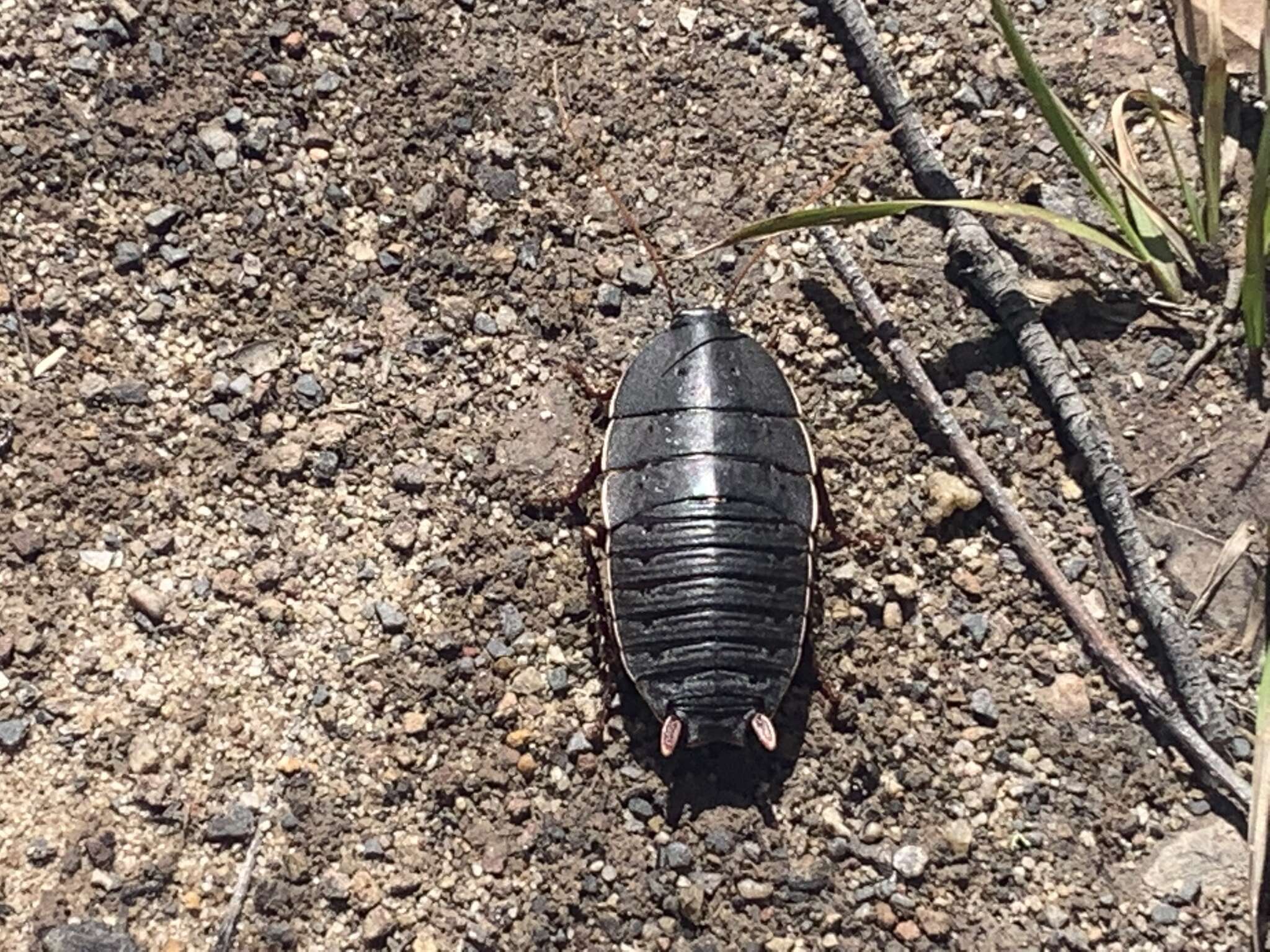 Image of Botany Bay Cockroach