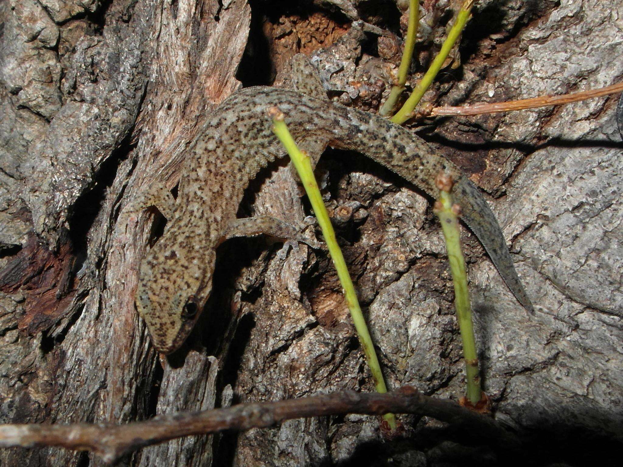 Image of Marbled Leaf-toed Gecko