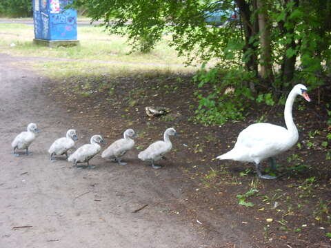 Image of Mute Swan