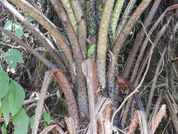 صورة Cyathea tryonorum (Riba) Lellinger