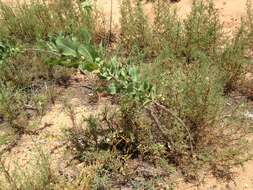 Imagem de Asclepias arenaria Torr.