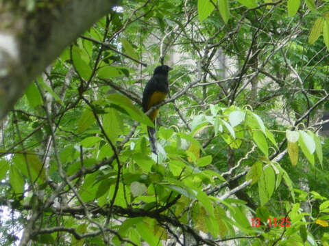 Imagem de Trogon viridis Linnaeus 1766