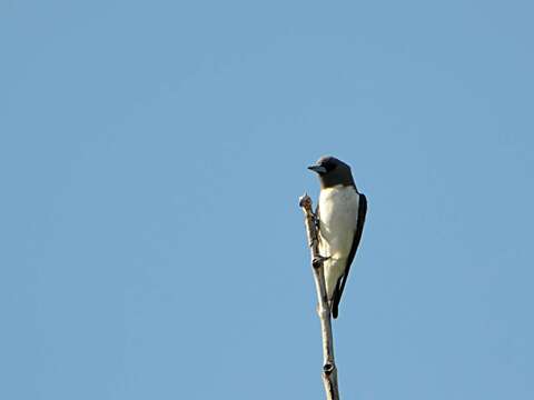 Image of White-breasted Woodswallow