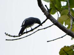 Image of White-rumped Cuckoo-shrike