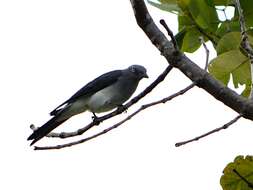 Image of White-rumped Cuckoo-shrike