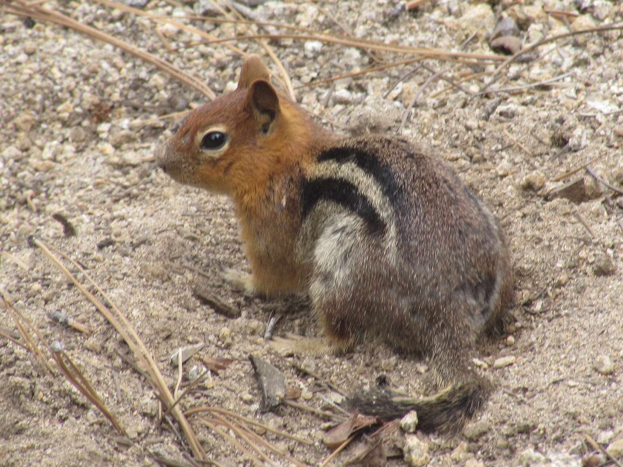 Image of Callospermophilus Merriam 1897