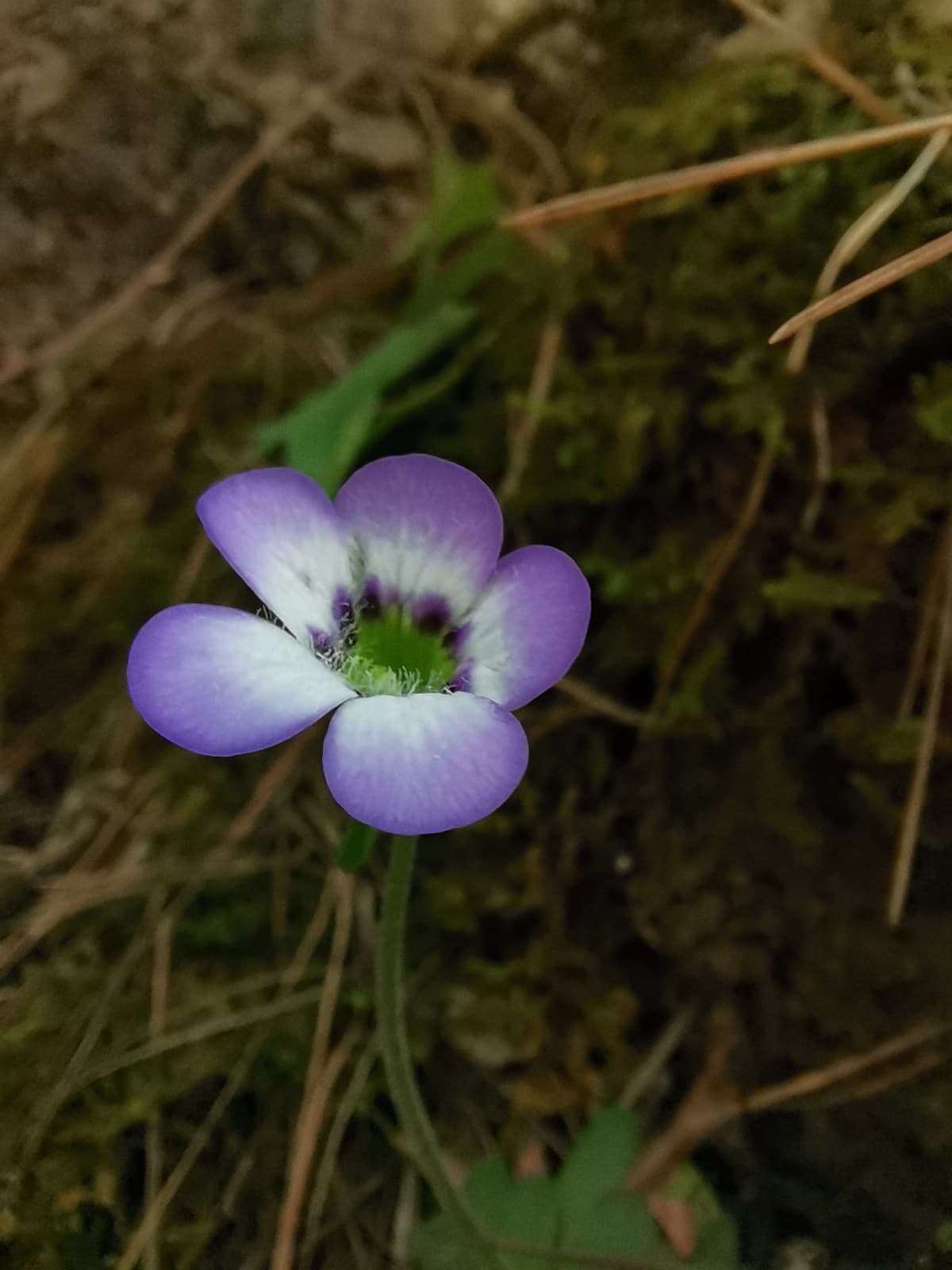 Image of Pinguicula martinezii Zamudio