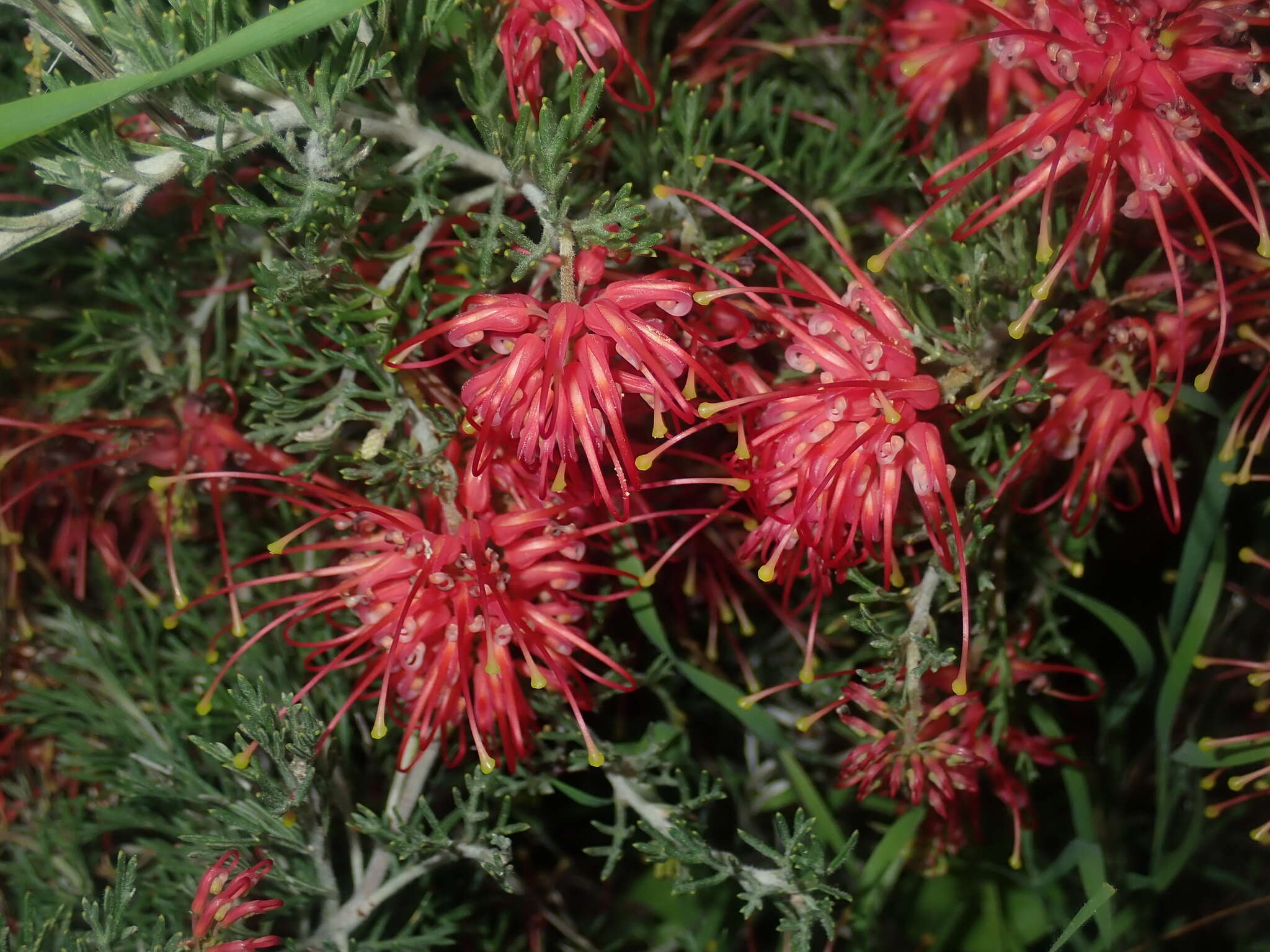 Image of Grevillea preissii subsp. glabrilimba P. M. Olde & N. R. Marriott