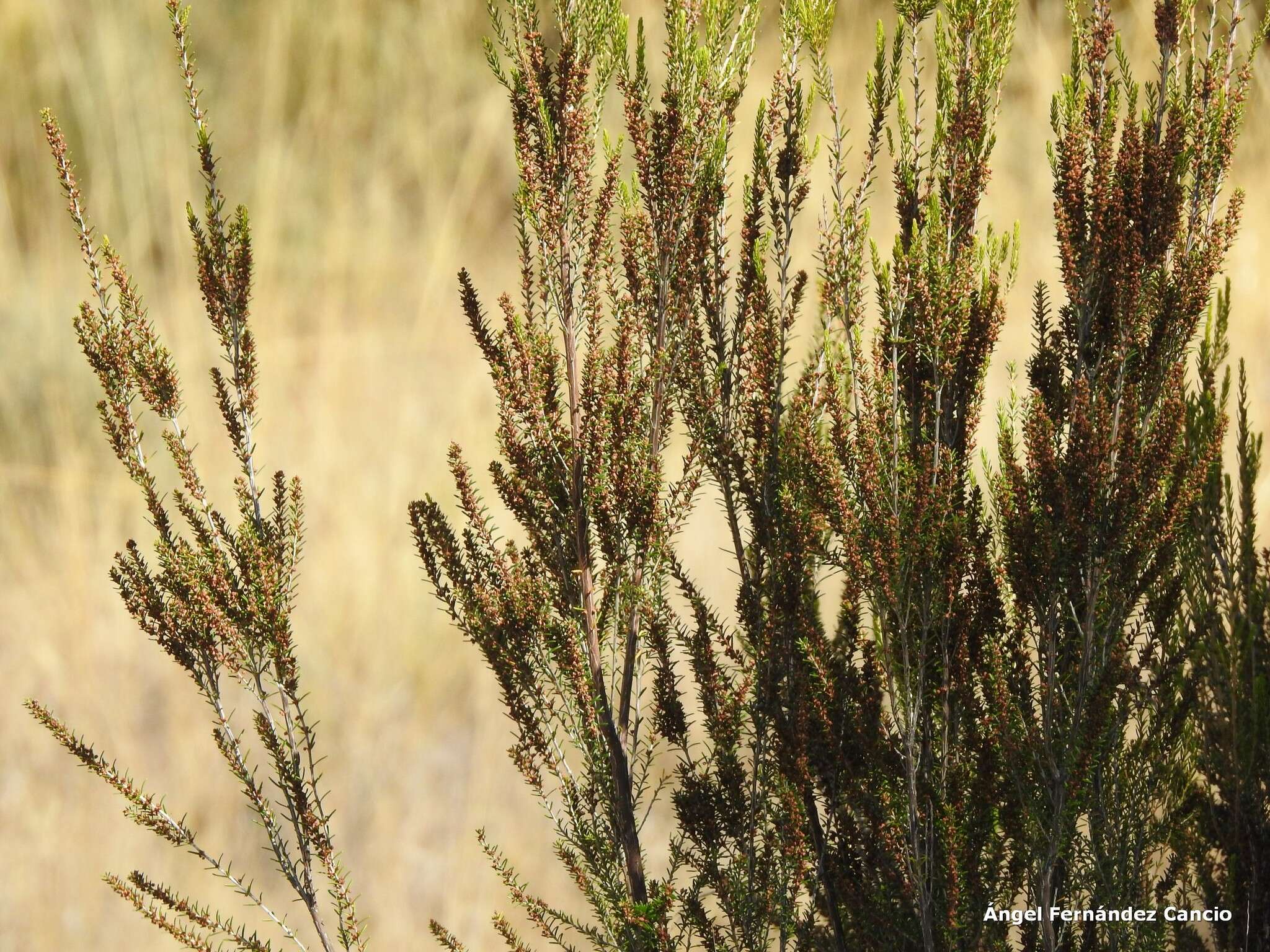 Image of green heather