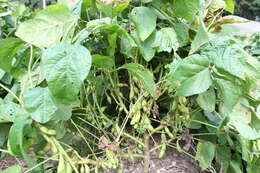 Image of soybean