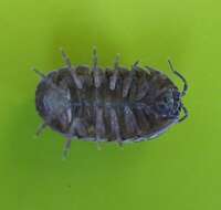 Image of Pill woodlouse