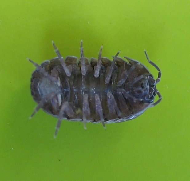 Image of Pill woodlouse