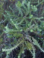 Image of Cliffortia ilicifolia var. cordifolia (Lam.) Harv.