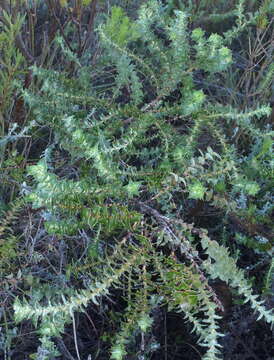 Image of Cliffortia ilicifolia var. cordifolia (Lam.) Harv.