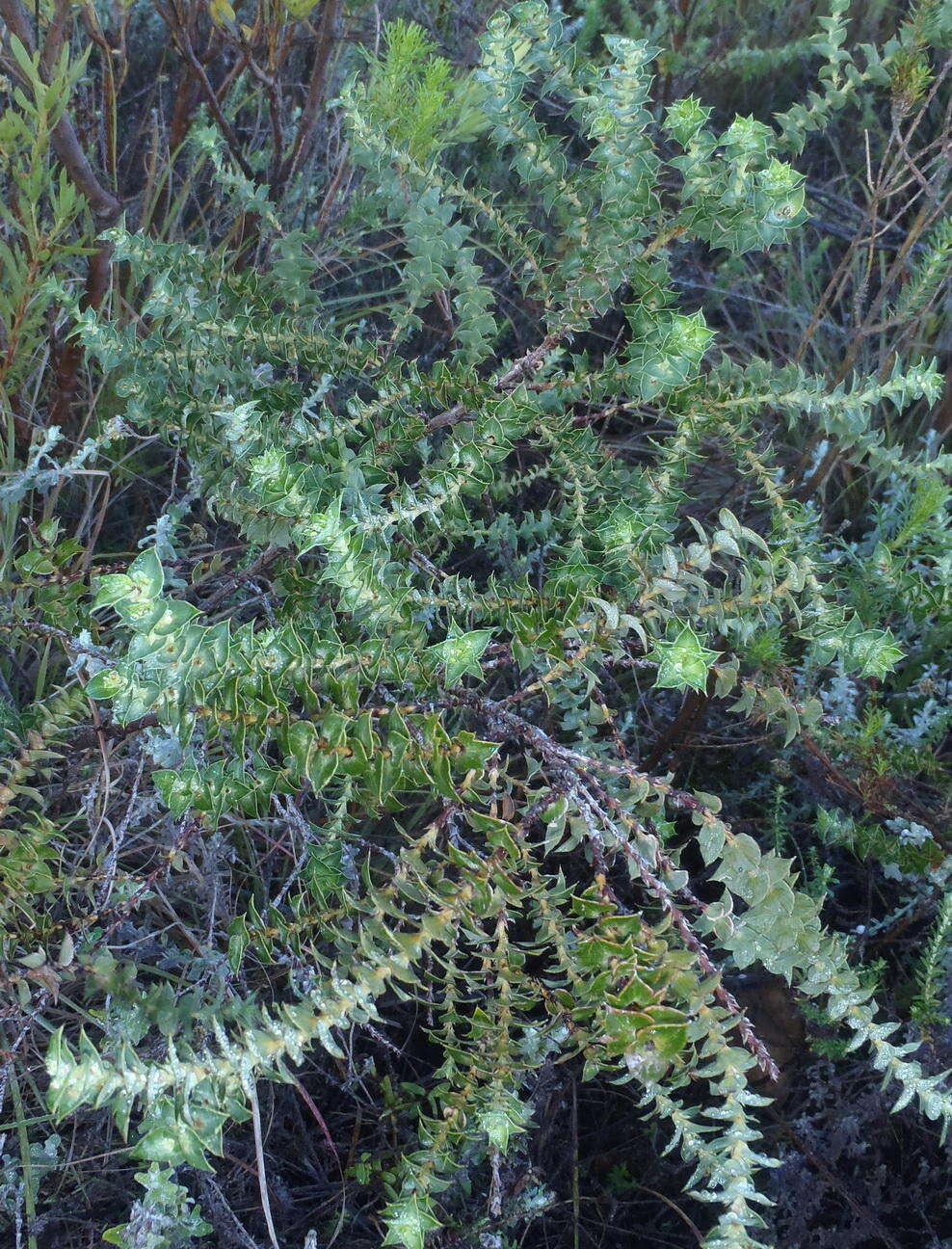 Слика од Cliffortia ilicifolia var. cordifolia (Lam.) Harv.