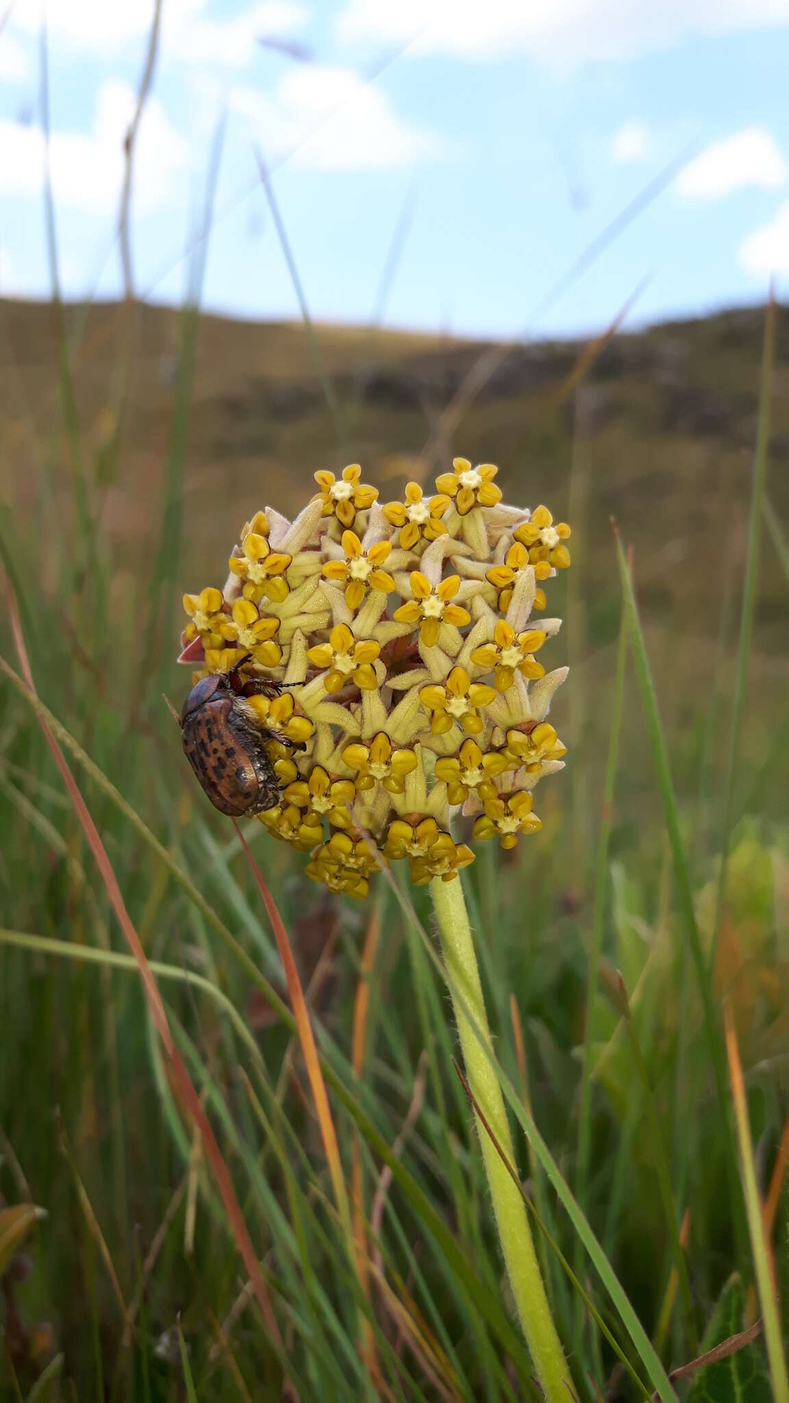 صورة Asclepias vicaria N. E. Br.