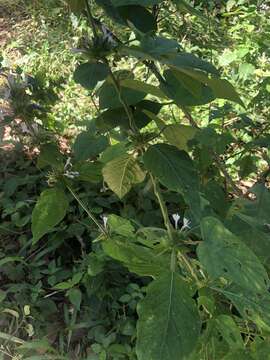 Image of Hypoestes aristata var. alba K. Balkwill