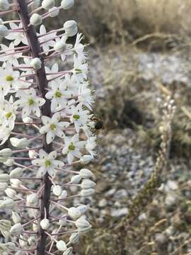 Image of Drimia numidica (Jord. & Fourr.) J. C. Manning & Goldblatt