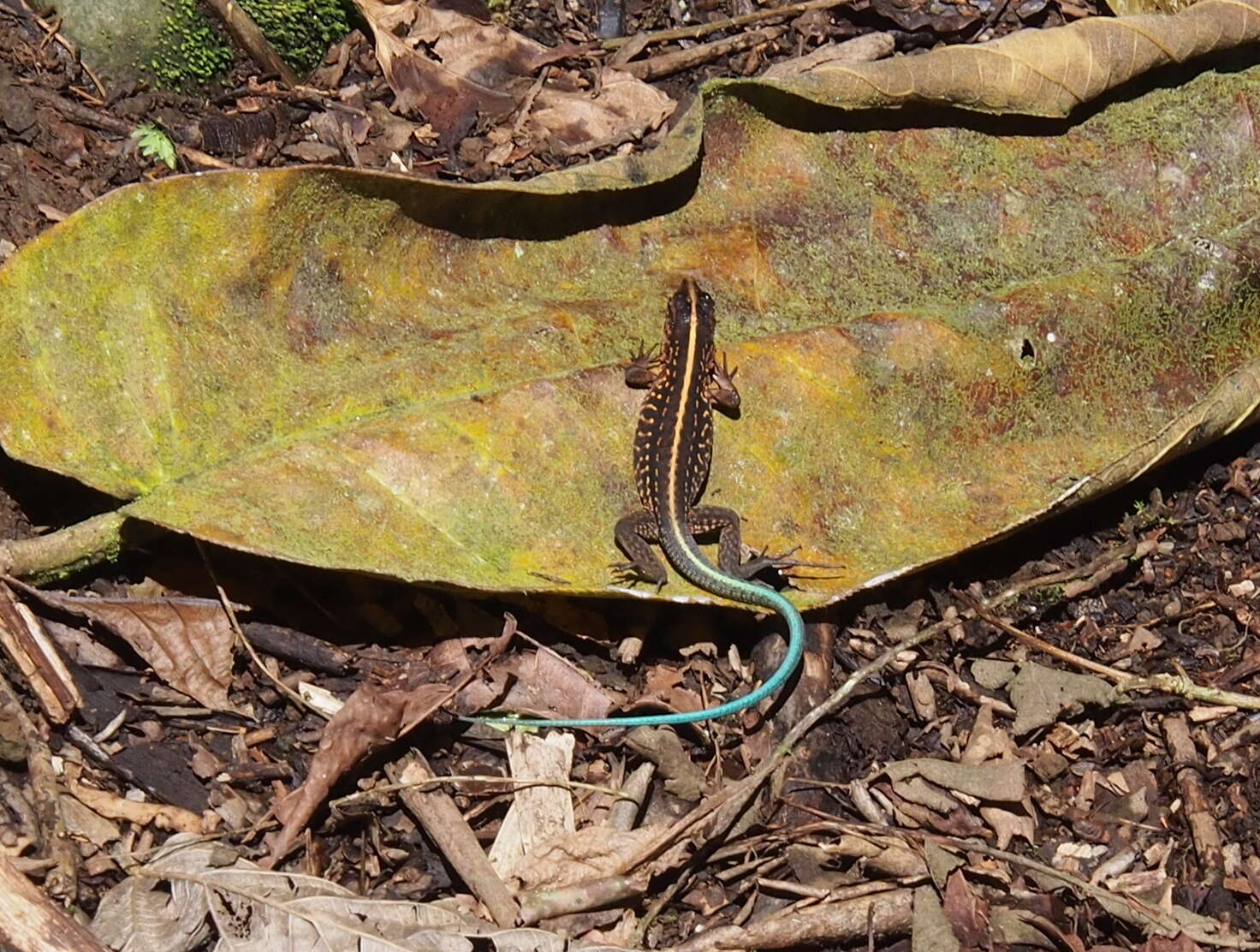 Image of Ameiva Lizard