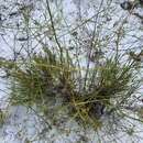 Imagem de Eryngium cuneifolium Small