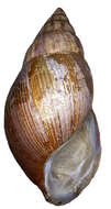 Image of Achatina fulica