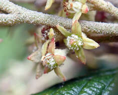 Image of Pomaderris apetala subsp. maritima N. G. Walsh & F. Coates