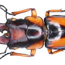 Image of Prosopocoilus savagei