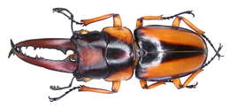 Image of Prosopocoilus savagei