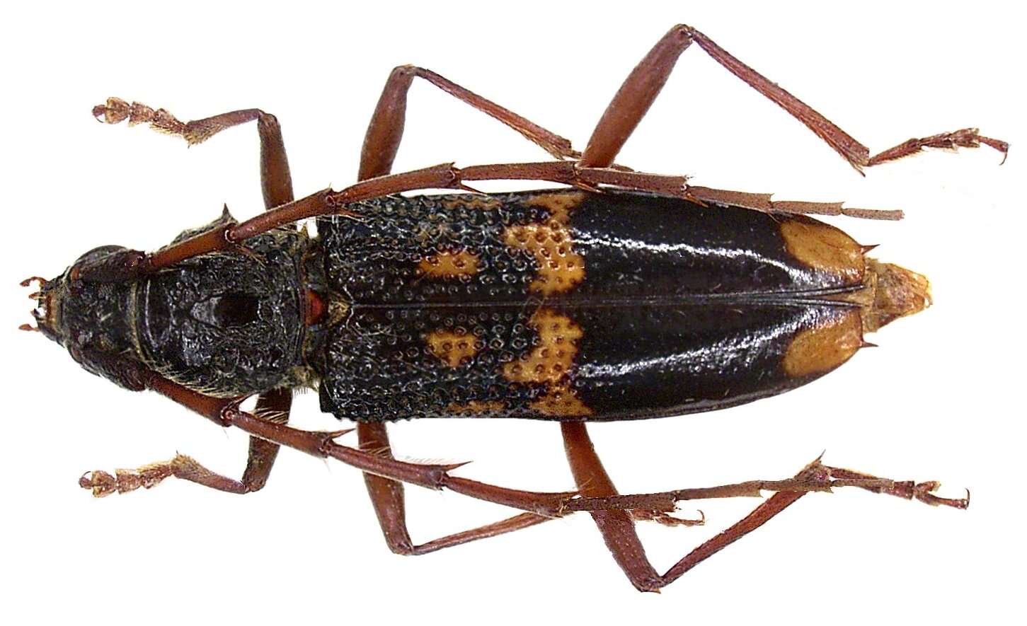 Image of Eucalyptus longhorn borer