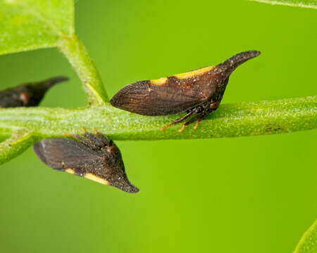 Image of Two-marked Treehopper