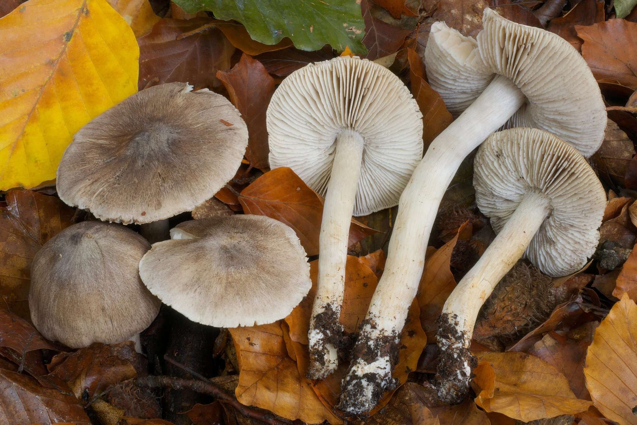 Plancia ëd Tricholoma sciodes (Pers.) C. Martín 1919