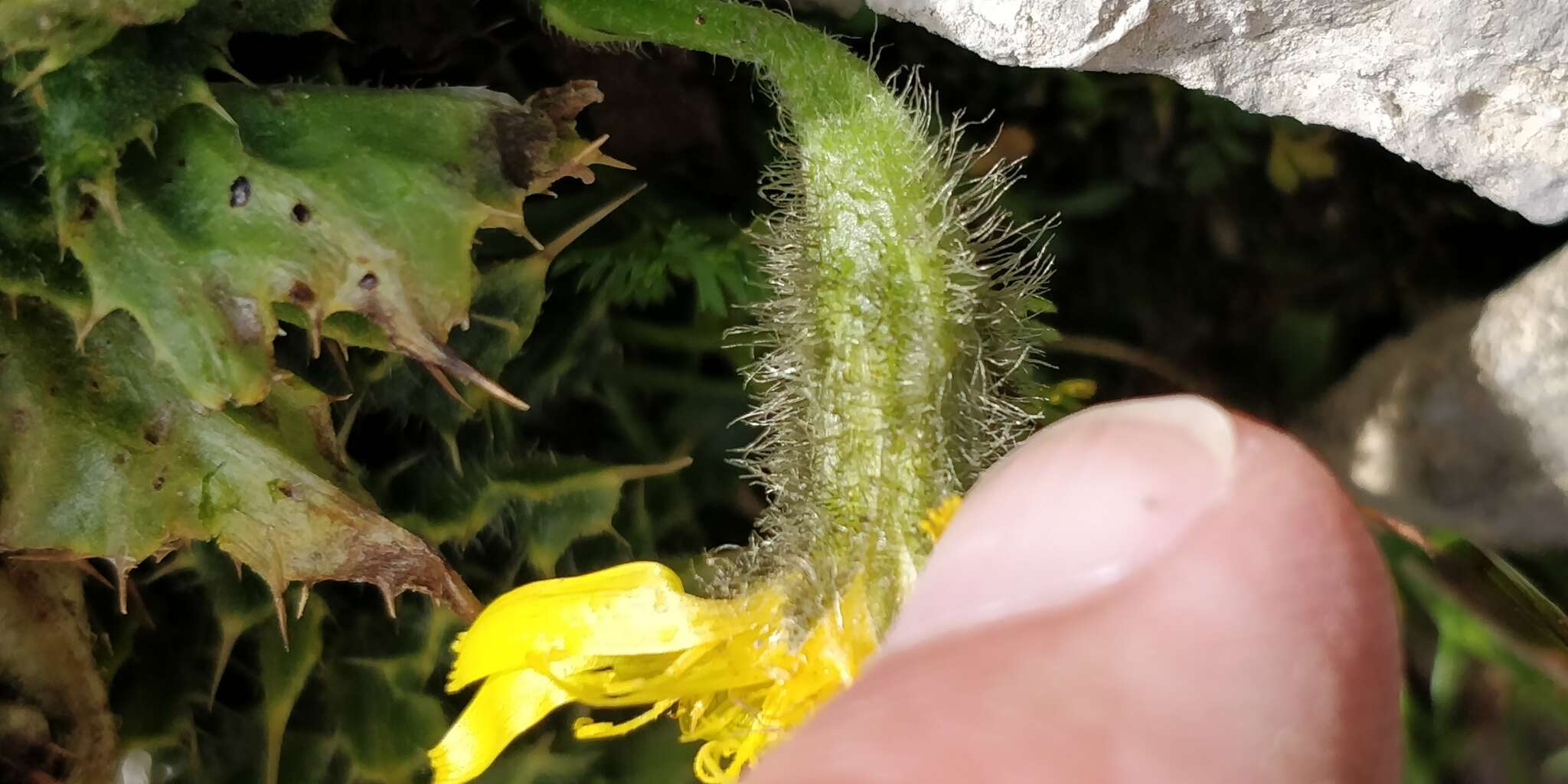 Image of Crepis terglouensis (Hacq.) A. Kerner