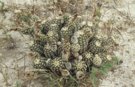 Image of Echinocereus fitchii subsp. albertii