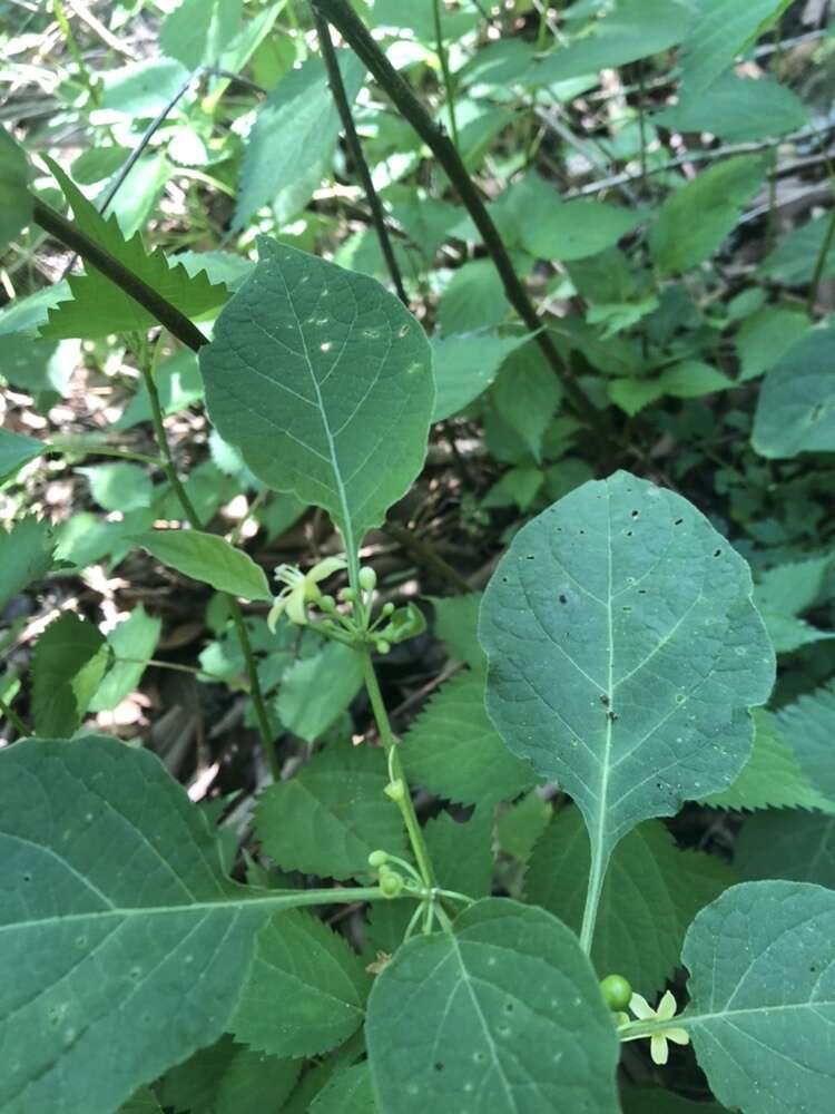 Witheringia mexicana (B. L. Robinson) A. T. Hunziker的圖片