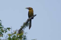 Image of Saffron Toucanet