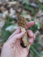 Image of Morchella diminutiva M. Kuo, Dewsbury, Moncalvo & S. L. Stephenson 2013