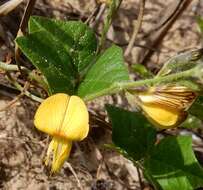 Image of Caribbean snoutbean