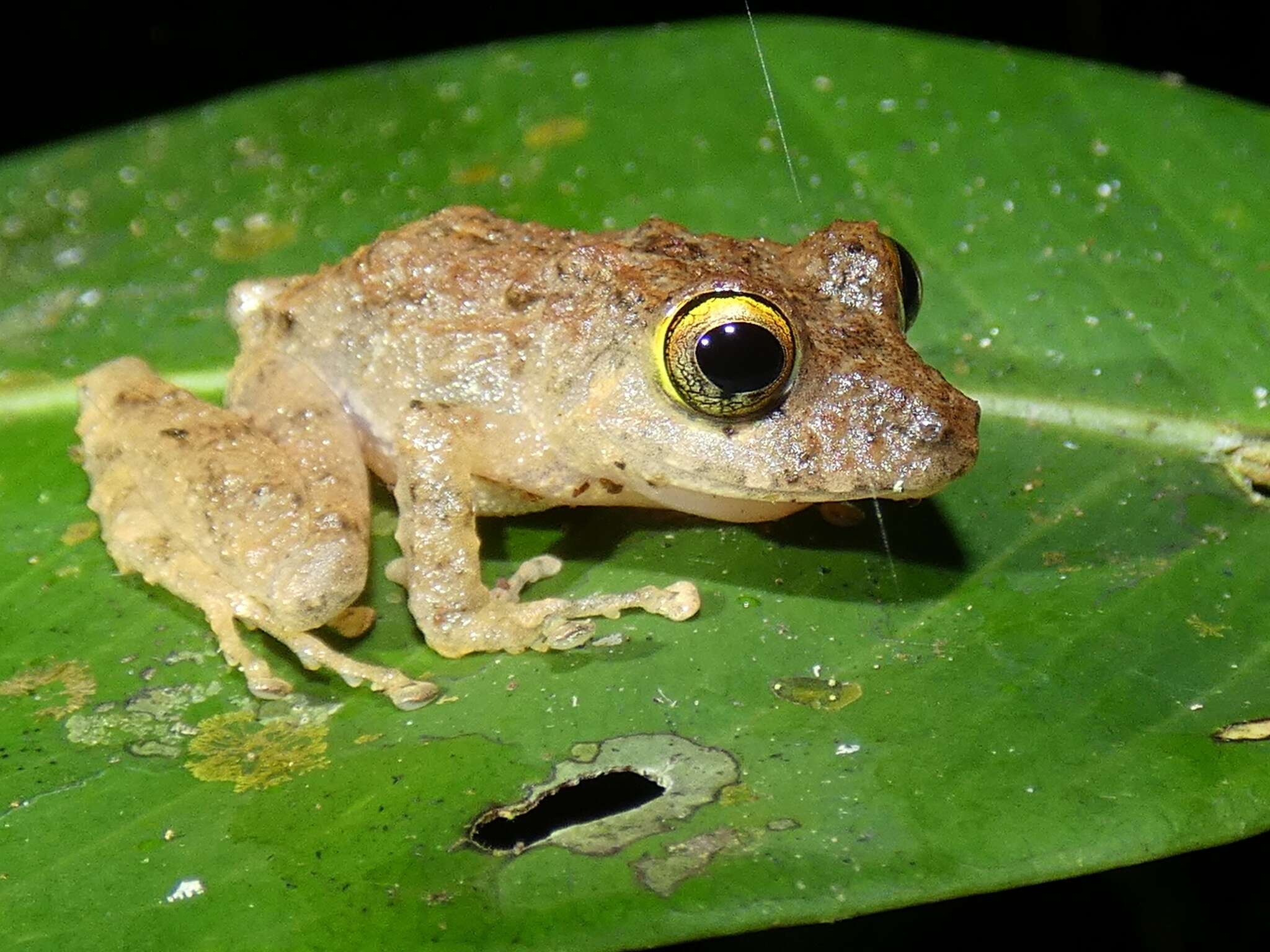 Image of Limon Robber Frog