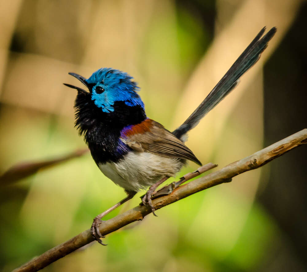 Image of Variegated Fairy-wren