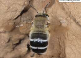 Слика од Anthophora patruelis Cockerell 1931