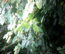 Image of Lesser Green Leafbird