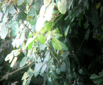 Image of Lesser Green Leafbird