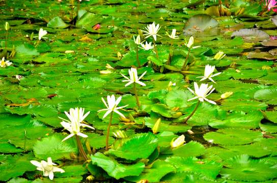 Image de Nymphaea nouchali var. pubescens (Willd.) Hook. fil. & Thoms.