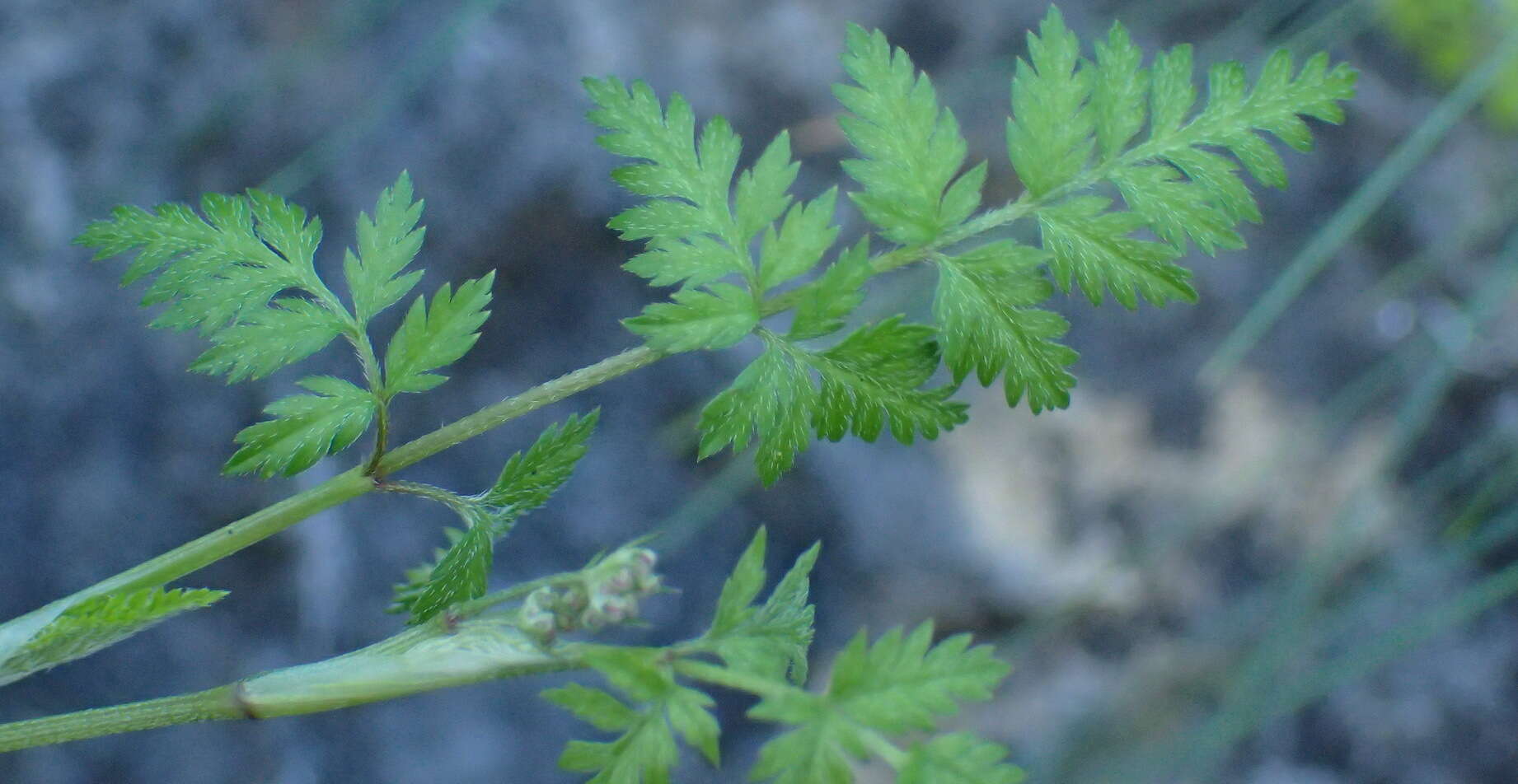 Image of spreading hedgeparsley